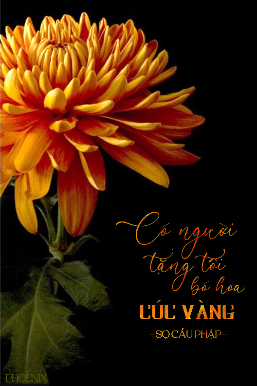 Co nguoi tang toi bo cuc vang.jpg