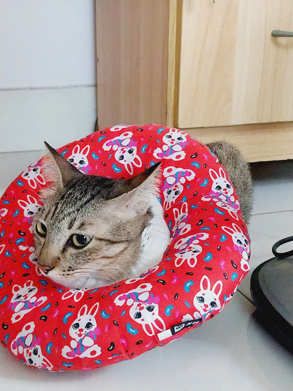 meo.jpg
